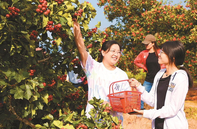 市民游园摘AG九游会鲜果庆祝丰收(图1)